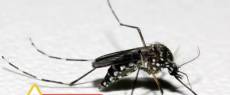 RS confirma segunda morte por dengue e reforça alerta para sintomas da doença