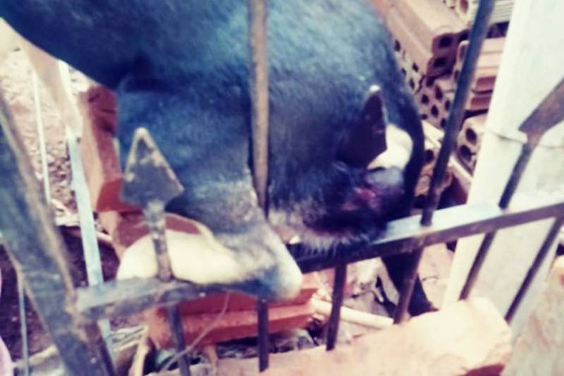 Cachorro fica preso entre as grades em Santa Rosa
