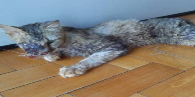Polícia investiga brutalidade com felino em  Santa Rosa