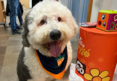 Cão ajuda no acolhimento de crianças vítimas de violência no Fórum de Passo Fundo