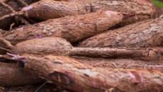 China amplia demanda por amido de mandioca e impulsiona mercado global