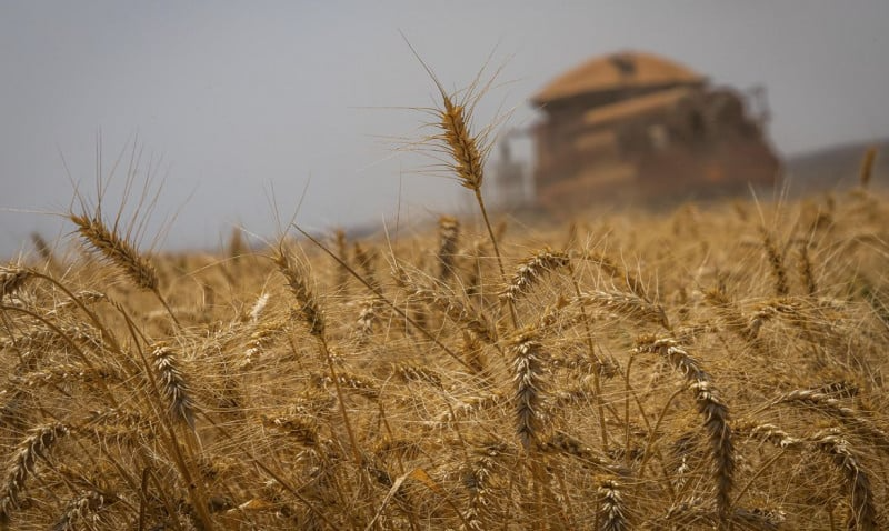 Área de trigo no RS cairá ao menos 24%, com crédito escasso e El Niño