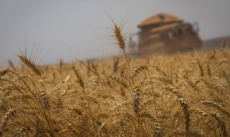 Área de trigo no RS cairá ao menos 24%, com crédito escasso e El Niño