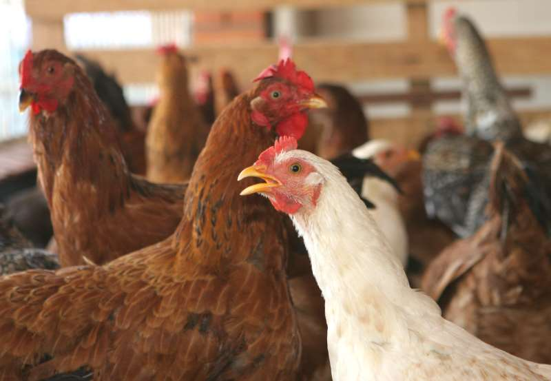 Exportações de carne de frango e suíno têm recorde no semestre em 2026