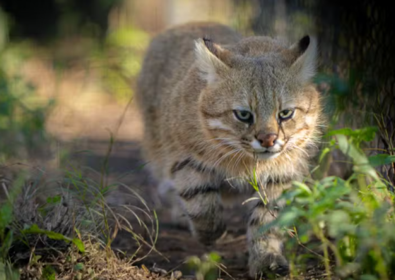 Gato-palheiro-pampeano está à beira da extinção; população é estimada em 250 animais