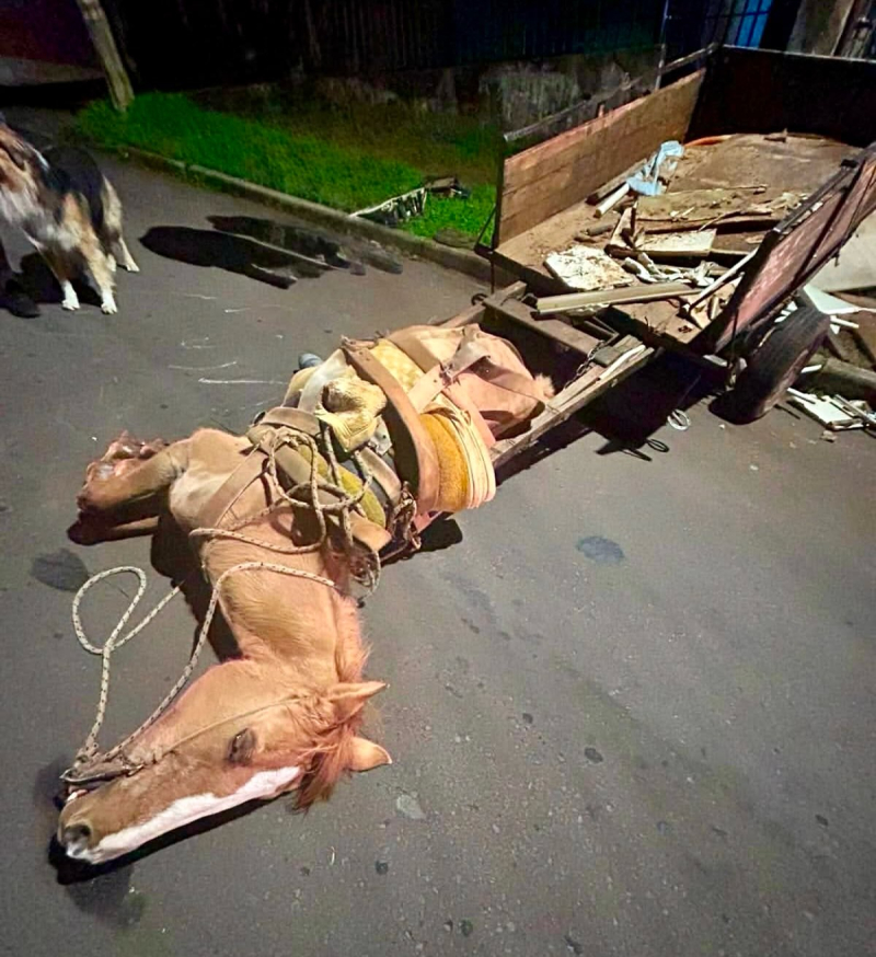 Cavalo cai exausto ao puxar carroça em Cruz Alta