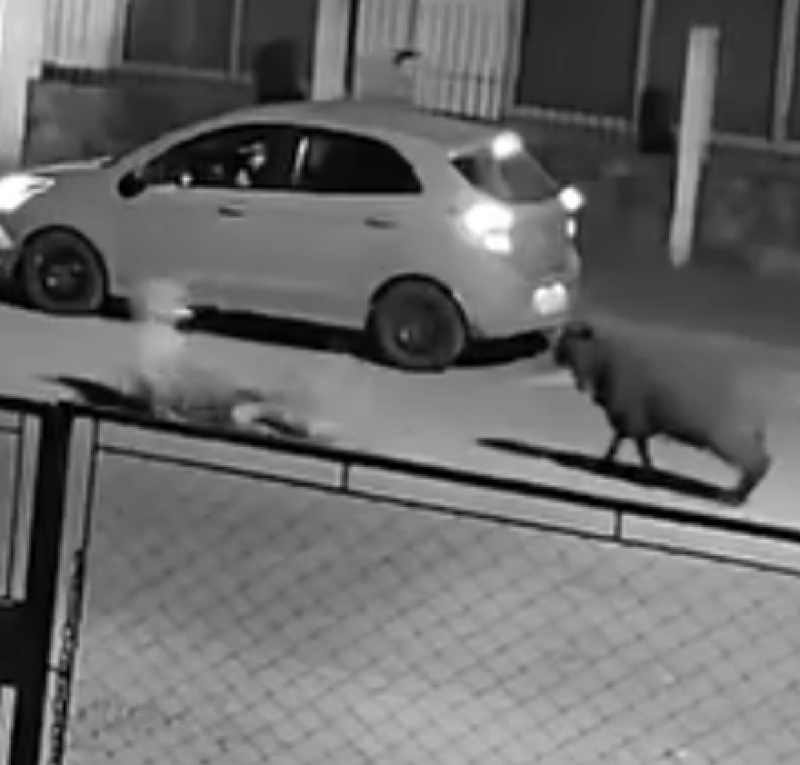 Ovelha derruba homem após provocação e vídeo viraliza nas redes