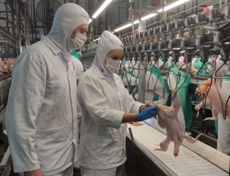 SP confirma primeiro caso de gripe aviária em ave silvestre em 2026