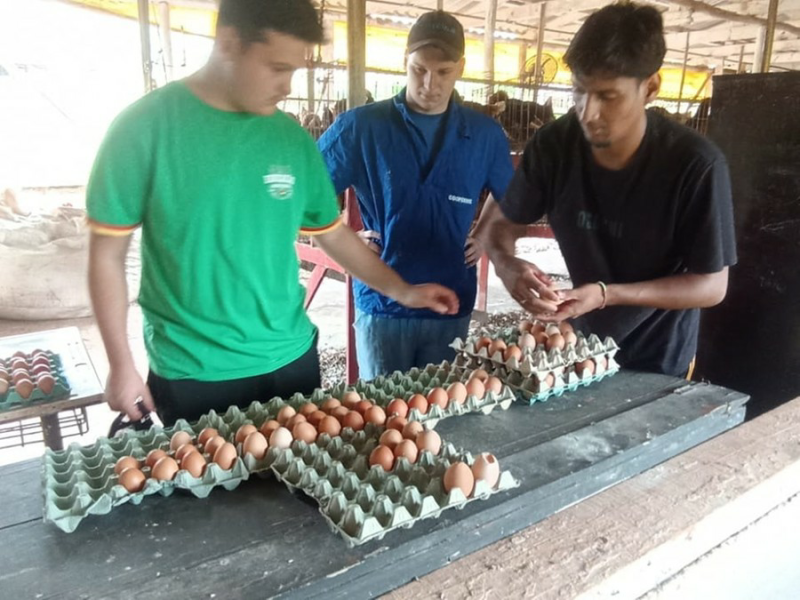 Projeto em aviário destaca estudantes do Ensino Médio do Guaramano