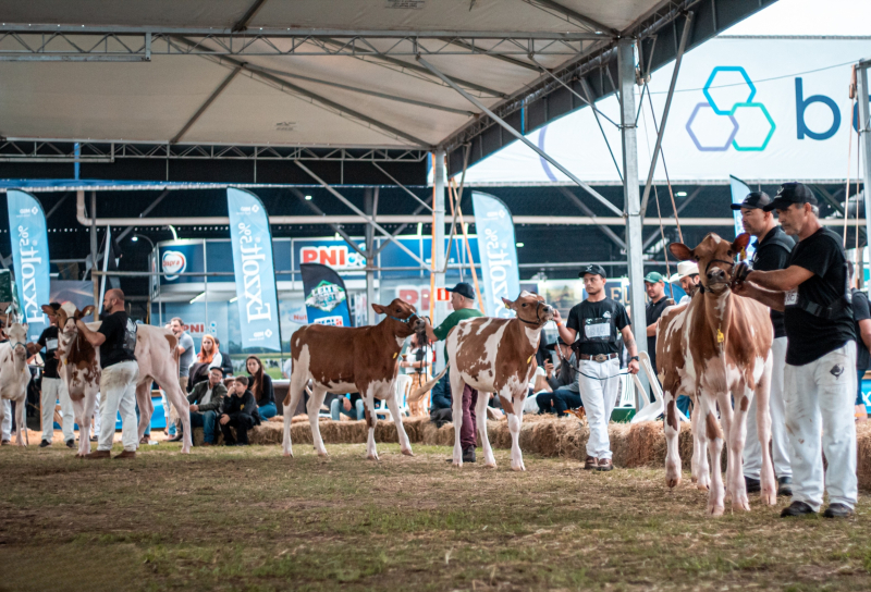 Raça Holandesa confirma 181 inscrições na Expointer 2026