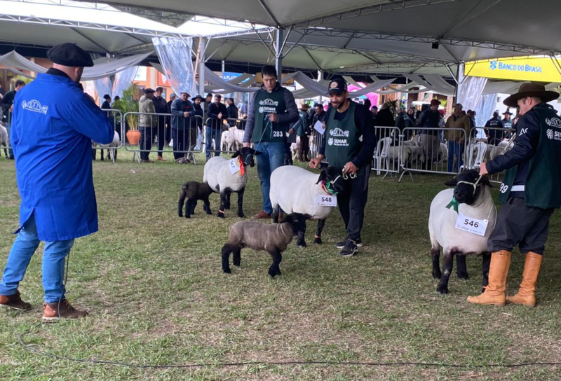 Expointer terá 934 ovinos e reforça bom momento da carne e da lã