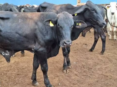 Confirmado caso de raiva herbívora em bovino no município de Crissiumal