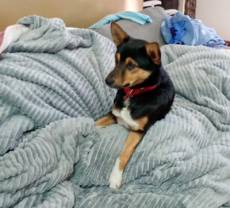 Cachorro retorna ferido após desaparecer em Ijuí e é submetido à eutanásia