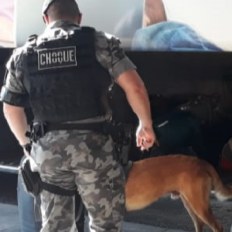 Cão da Brigada Militar encontra munições em mala de passageiro, em Santa Maria