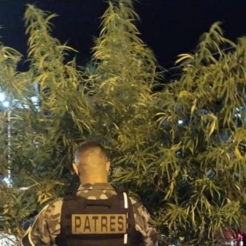Homem é preso por cultivar pé de maconha de três metros, em Imbé