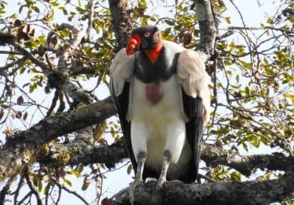 Espécie de urubu em extinção no RS é visto em Derrubadas 